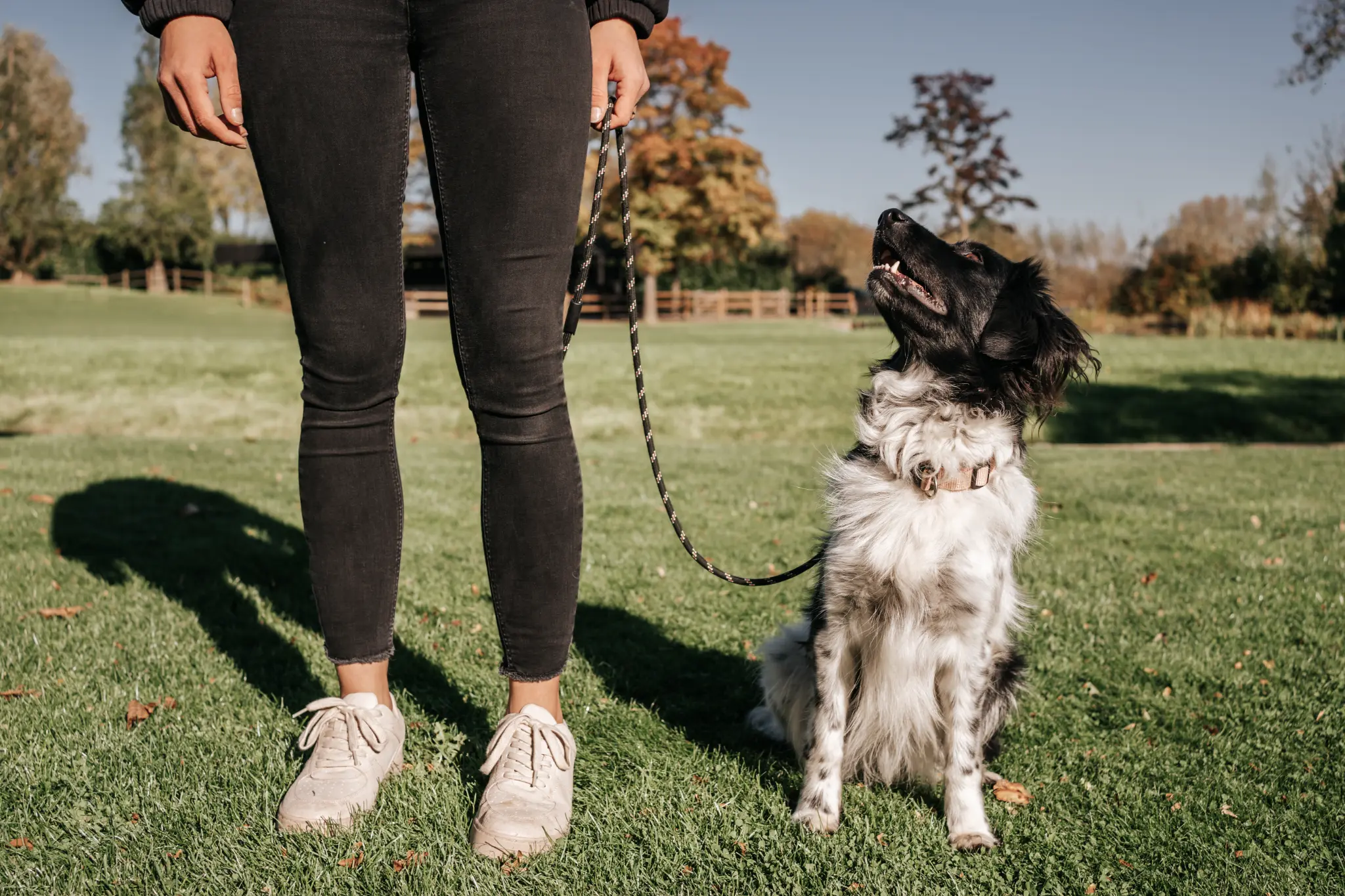 Central Bark training