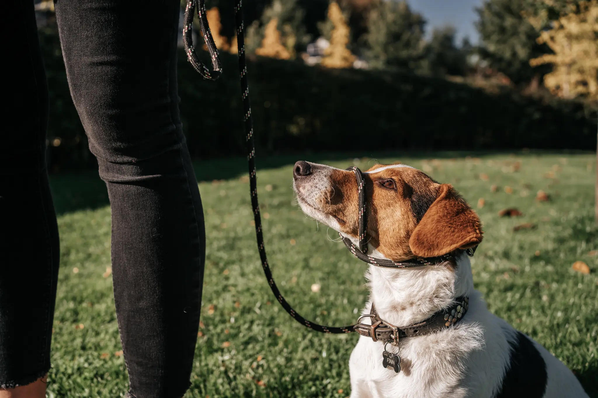 Hond kijkt aandachtig op naar trainer