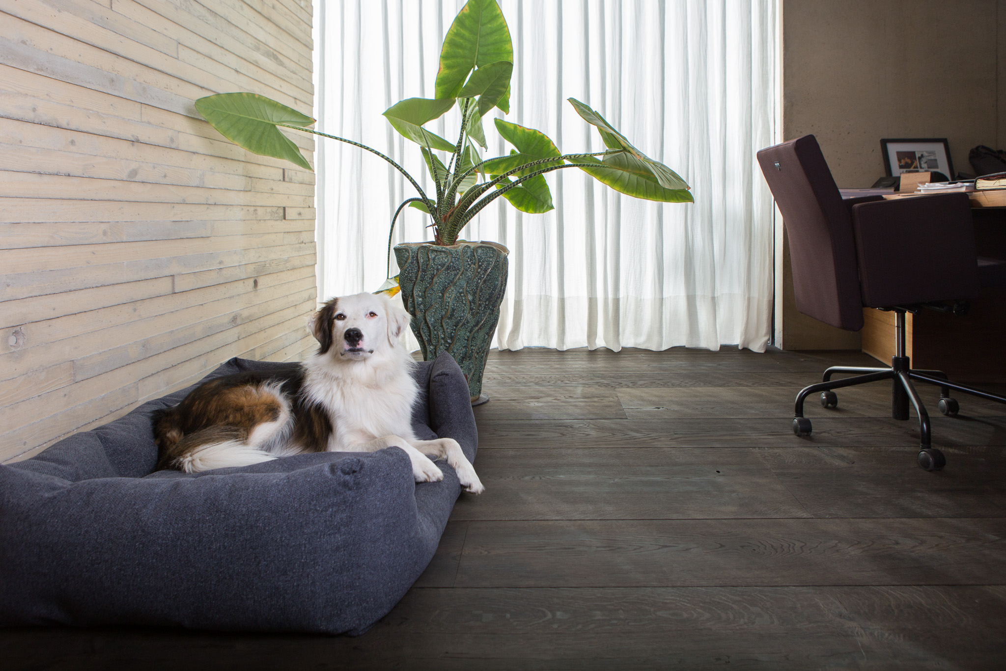 Jade — oprichtster van Central Bark